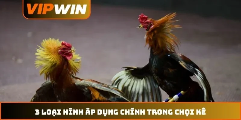 3 loại hình áp dụng chính trong chọi kê